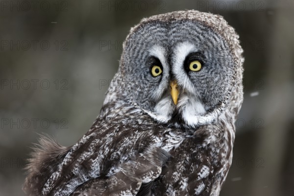 A captive great grey owl (Strix nebulosa) sits on a perch at a bird of prey sanctuary during winter