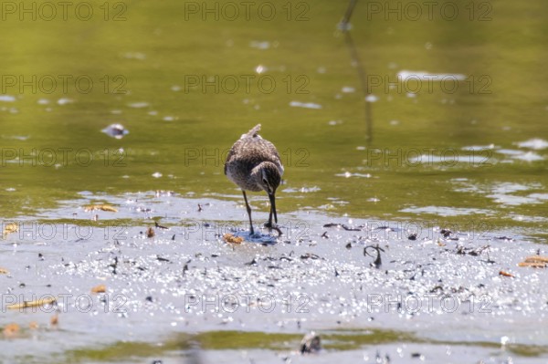 Sandpiper, Wood sandpiper in Shallow Water (Tringa glareola) Wader Bird Sandpiper