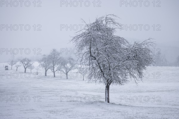 A lonely tree in a snowy landscape with fog in the background, Freudental, Allensbach, Lake
