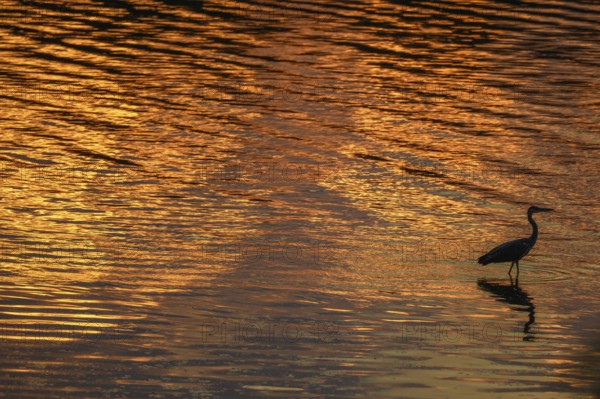 Silhouette of a gray heron (Ardea cinerea) on the banks of the Rhine at dusk. Sasbach am