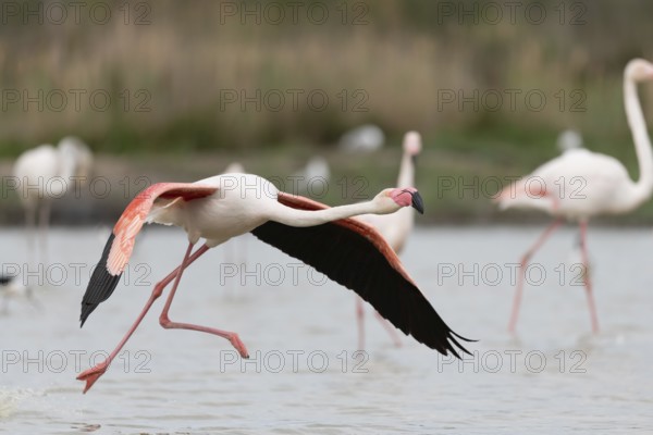 Greater Flamingos (Phoenicopterus roseus) taking off in a Camargue pond. Saintes Maries de la Mer,