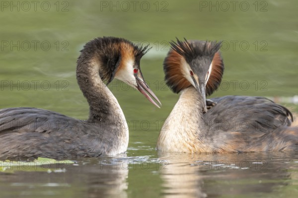 Couple of great crested grebe (Podiceps cristatus) in courtship display in a river. Bas-Rhin,