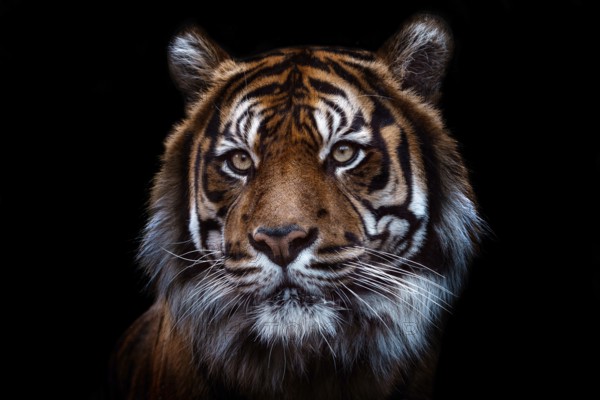 Front view of Sumatran tiger isolated on black background. Portrait of Sumatran tiger (Panthera