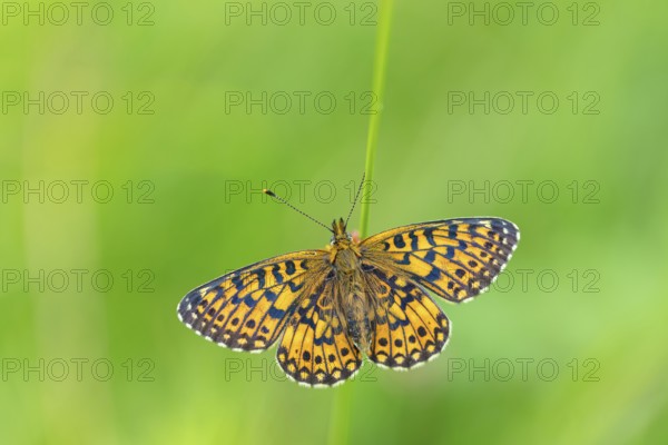 Small pearl-bordered fritillary, (Boloria selene), butterfly, butterfly, insect, macro, top view,
