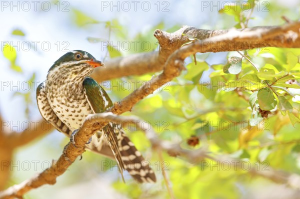 Golden cuckoo, Afrotropical species, family of golden cuckoos, cuckoo, (Chrysococcyx caprius), Wadi
