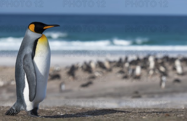 Animals, birds, penguins, a king penguin stands in front of a colony on the beach, (Aptenodytes