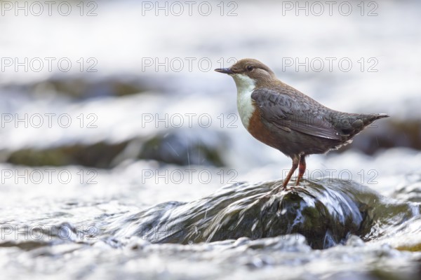 White-throated Dipper, (Cinclus cinclus), foraging at a mountain stream, animals, birds,