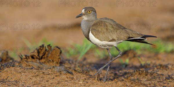 Lapwing (Vanellus lugubris), animals, birds, biotope, habitat, foraging, wader, plover family,