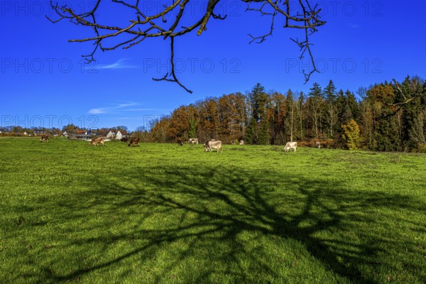 Grazing cows in a pasture with the shade of a tree in autumn, Leimbach, Thurgau, Switzerland,