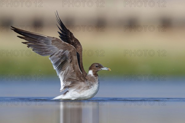 Hemprich's Gull, (Ichthyaetus hemprichii), (Larus hemprichii), Fish Eagle Gull Salalah, Raysut,
