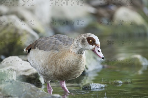 Egyptian goose (Alopochen aegyptiacus)