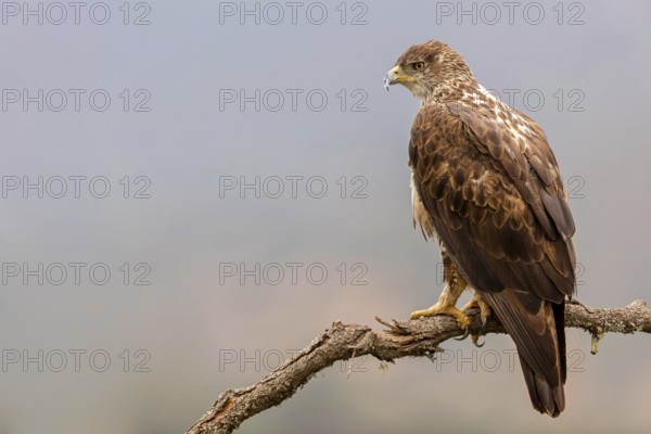 Bonelli's eagle, (Hieraaetus fasciatu), animals, birds, birds of prey, hawk family, perch, biotope,