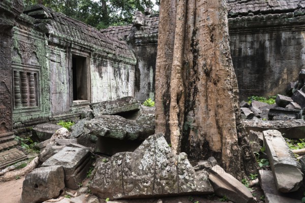 The Bohdi tree takes possession of the enchanted temple city, jungle temple, mystical, Ta Prohm,