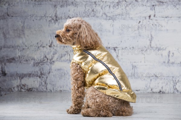 Small funny dog of brown colour with curly hair of toy poodle breed posing in clothes for dogs.