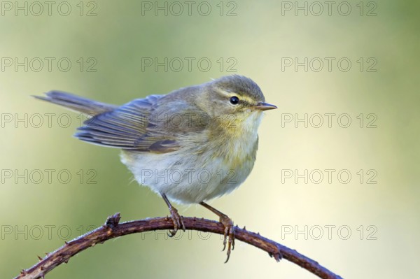 Willow Warbler, (Phylloscopus trochilus), Erpolzheim, Erpolzheim, Rhineland-Palatinate, Germany,