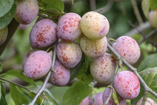 Plum (Prunus domestica 'Königin Viktoria'), Bundessortenamt, Marquardt testing centre, Marquardt,