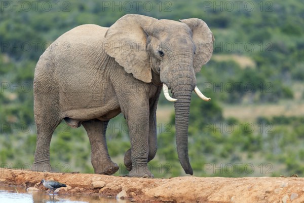 African elephant, (Loxodonta african), Addo Elephant National Park, Addo Camp, Western Cape, South