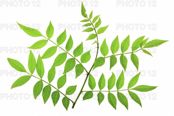 Leaves of Szechuan pepper (Zanthoxylum piperitum) isolated against a white background Leaves of