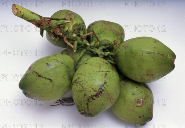 The coconut palm, or Cocos nucifera, is valued not just for its beauty, but also as a lucrative