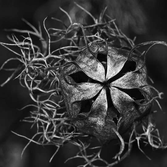 Seed capsule, Venus hairy