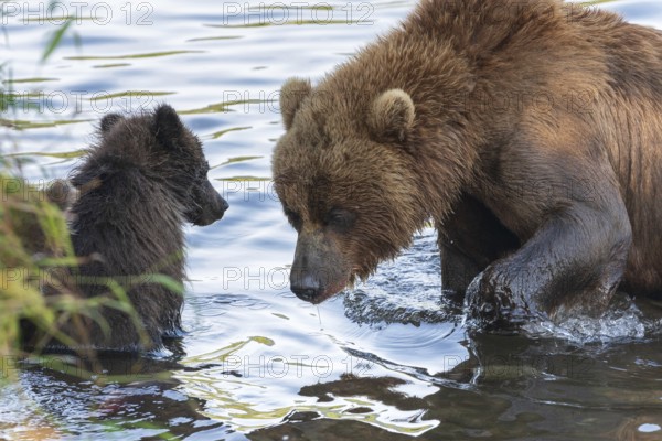 Kamchatka brown she-bear with cub fishing red salmon fish in river during fish spawning. Wild