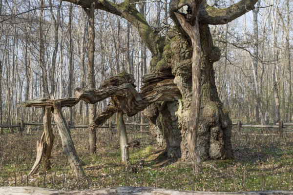The kings oak tree, Kongeegen, a more then 1500 years old oak tree in Jægerspris Nordskov, Denmark