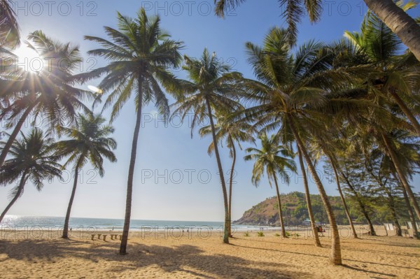 Idyllic Beach near Goakarna town, palms and Indian Ocean: sunbeams, cow and sand, people at far