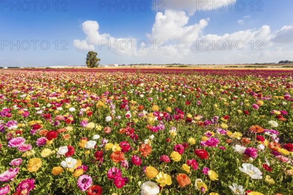 Spring flowering. Kibbutz fields of flowering garden buttercups / ranunculus/. Cumulus clouds fly