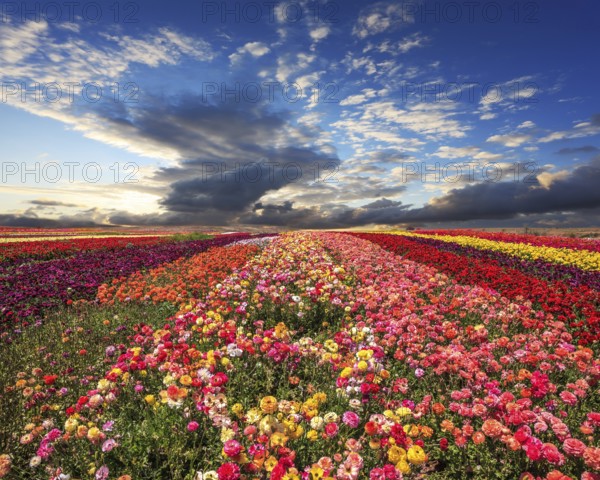 Spring cloud illuminated by the sunset. Buttercups blooming garden. Farmers field with flowers