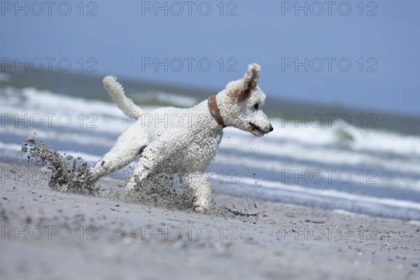 A playful dog romps in the sand on the beach while the sea can be seen in the background