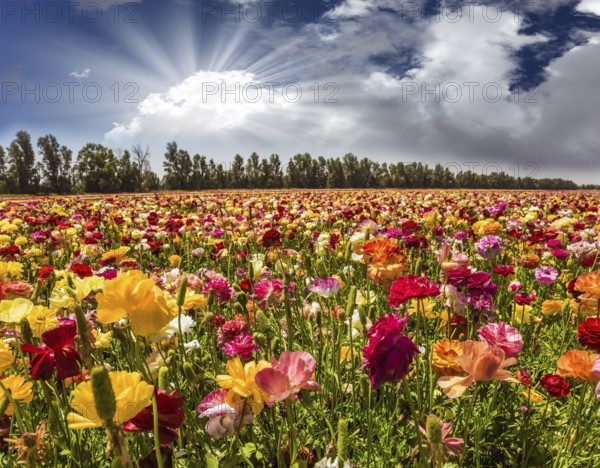 Bright lush spring blooming of garden buttercups. The soft sun is breaking through the cumulus