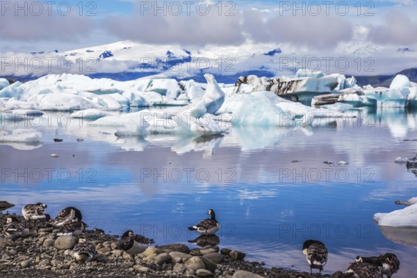 Summer in Iceland. Beautiful summer morning in the icy ocean lagoon with floating ice. On the