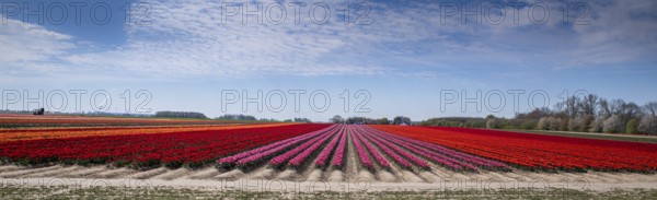 Tulip field with different colours in springtime as a panorama photograph. Tulip field with