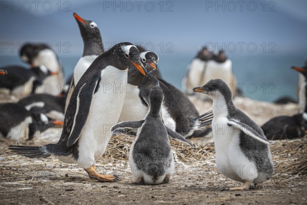Gentoo penguin (Pygoscelis papua) with two chicks in a colony, Pebble Island, Falkland Islands,
