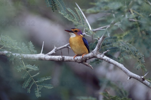 Brown-headed Pygmy Kingfisher (Ispidina picta)