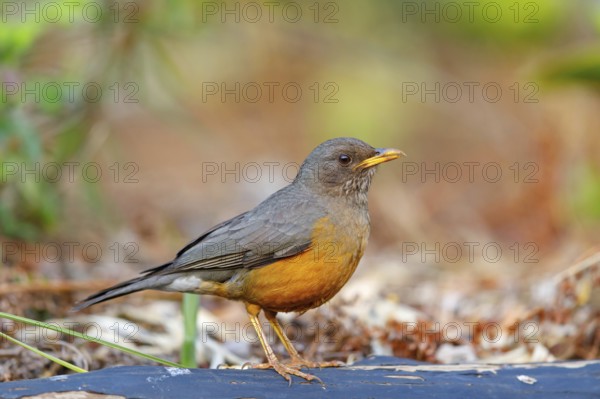Cape thrush, (Turdus olivaceu), olive thrush, biotope, foraging, songbird, thrush family, Africa,