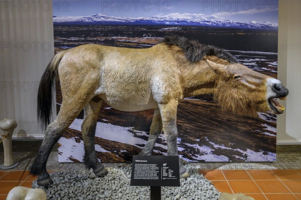 Ice Age Wild Horse, Exhibition Ice Age Safari Allgäu in the Marstall, Kempten, Allgäu. Bavaria,