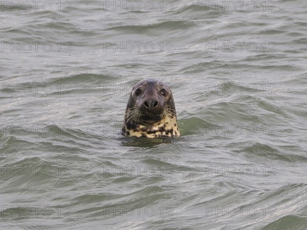Harbour seal (Phoca vitulina) at the Dutch North Sea, Brouwersdam, province of South Holland,