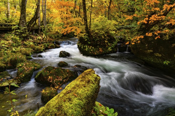 View of Oirase River flow along the Oirase Walking Trail passing the colorful forest of autumn