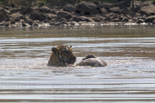 Tiger (Panthera tigris), Bengal tiger or Indian tiger, big cat (Pantherinae), carnivore