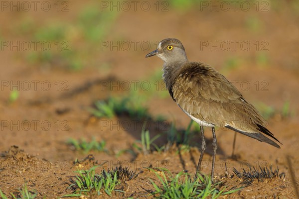 Lapwing (Vanellus lugubris), animals, birds, biotope, habitat, foraging, wader, plover family,