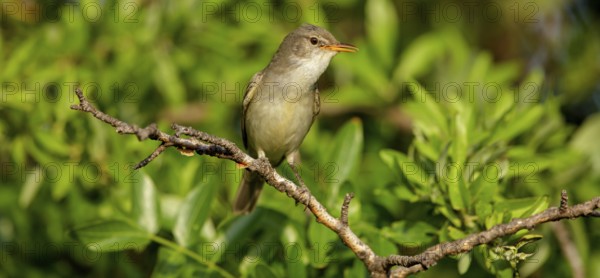 Olive warbler, (Hippolais olivetorum), animal, animals, bird, birds, biotope, habitat, perch,