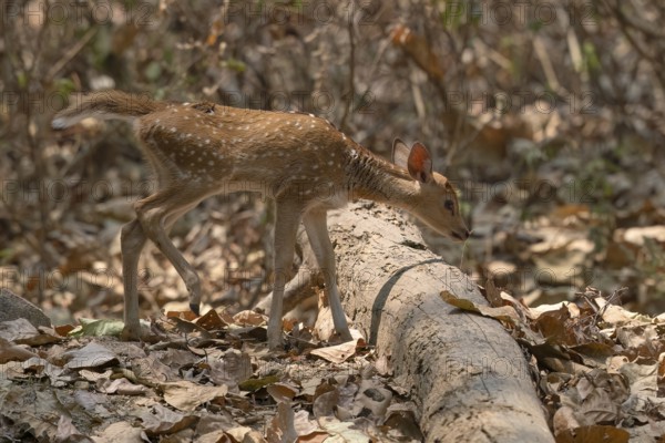 Axis deer, Chital (Axis axis), juvenile, morning light, backlight, Kanha National Park, Tiger