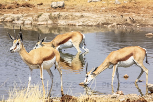 Three springboks gazelles at pool in Namibian savannah of Etosha National Park, dry season in