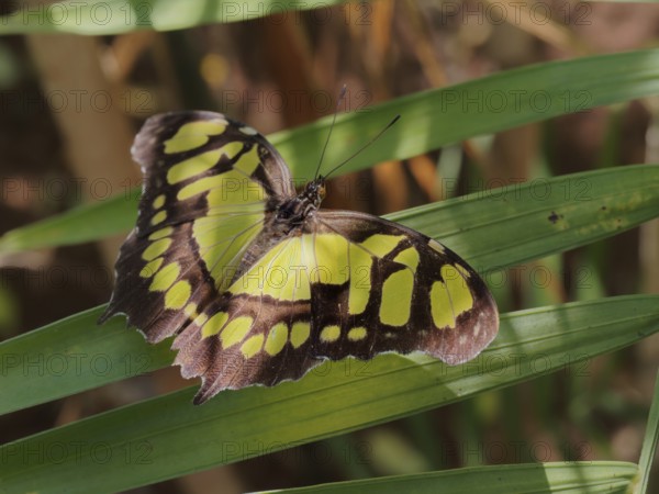 A butterfly with black and yellow spotted wings, resting on long green leaves, in a natural