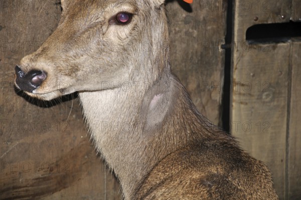 Red deer hind with lump on shaved part of neck as a reaction to tuberculosis test, Westland, New