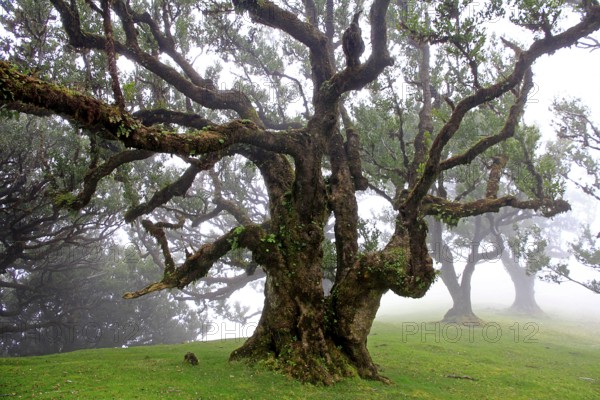 Laurel forest (Laurisilva) Unesco World Heritage Site, nature reserve, fog, evergreen, village of