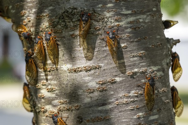 The 17-year cicada, Magicicada cassini, emerges in vast numbers in North America every 17 years,