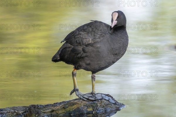 Eurasian coot (Fulica atra) cleaning its feathers on a river. Bas-Rhin, Collectivite europeenne