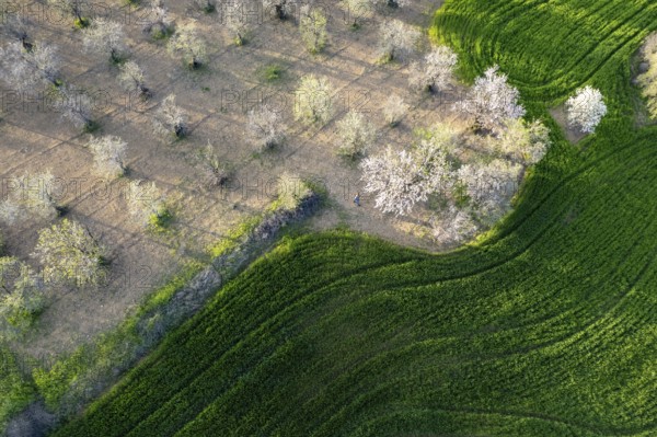 Drone aerial view of green meadow agriculture field and blooming almond tree. Spring season outdoor